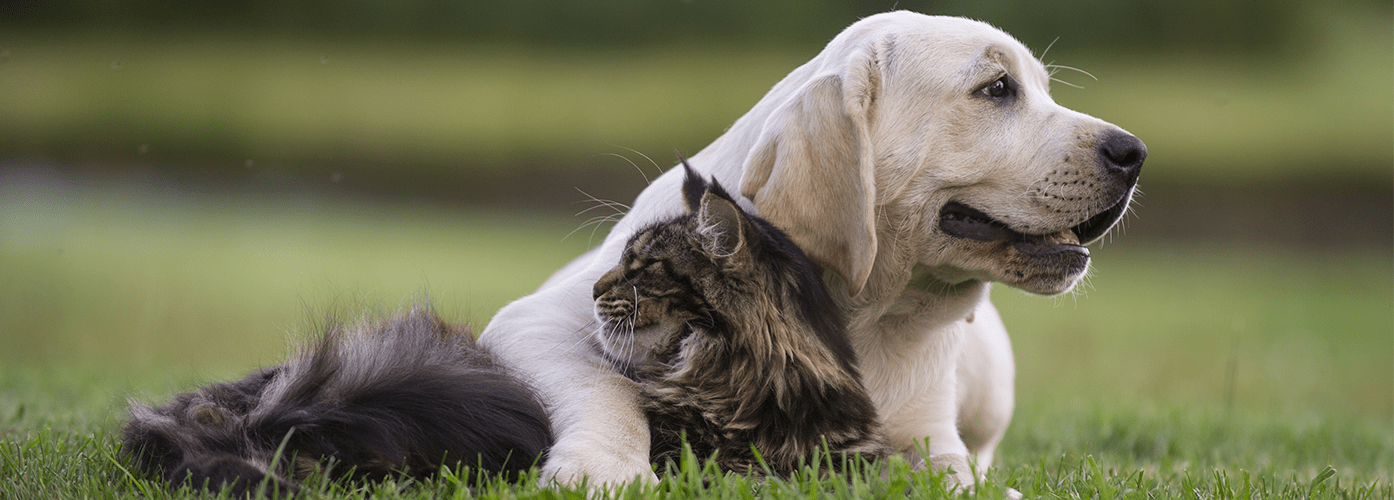 crematorio e funerla de animais 24h