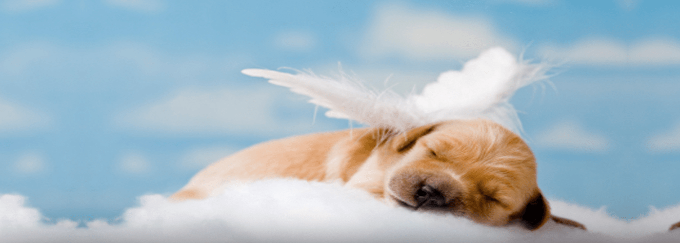 cemiterio-pets-bauru-1240x540