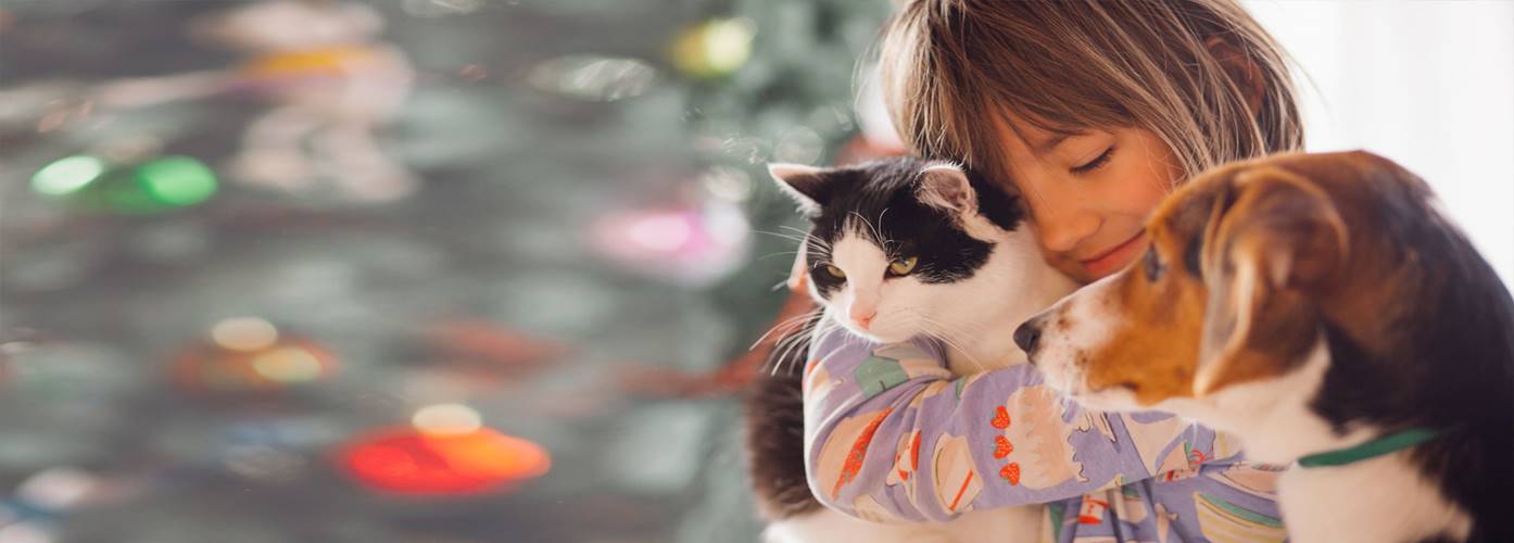 crematorio de animais rj